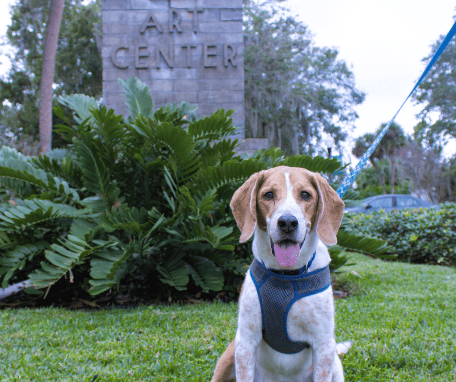 A basset hound in a blue harness sits smiling in front of the A&H historic Art Center brick sign, with greenery all around